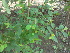  ( - DNAFR000324)  @11 [ ] Copyright (2014) Gujarat Biodiversity Gene Bank, GSBTM, DST, GoG Gujarat Biodiversity Gene Bank, GSBTM, DST, GoG