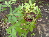  (Manihot - DNAFR000325)  @11 [ ] Copyright (2014) Gujarat Biodiversity Gene Bank, GSBTM, DST, GoG Gujarat Biodiversity Gene Bank, GSBTM, DST, GoG