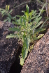  ( - DNAFR000195)  @11 [ ] Copyright (2014) Gujarat Biodiversity Gene Bank, GSBTM, DST, GoG Gujarat Biodiversity Gene Bank, GSBTM, DST, GoG