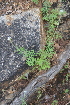  ( - DNAFR000201)  @11 [ ] Copyright (2014) Gujarat Biodiversity Gene Bank, GSBTM, DST, GoG Gujarat Biodiversity Gene Bank, GSBTM, DST, GoG
