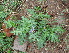  ( - DNAFR000230)  @11 [ ] Copyright (2014) Gujarat Biodiversity Gene Bank, GSBTM, DST, GoG Gujarat Biodiversity Gene Bank, GSBTM, DST, GoG