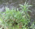  ( - DNAFR000240)  @11 [ ] Copyright (2014) Gujarat Biodiversity Gene Bank, GSBTM, DST, GoG Gujarat Biodiversity Gene Bank, GSBTM, DST, GoG