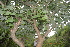  ( - DNAFR000211)  @11 [ ] Copyright (2014) Gujarat Biodiversity Gene Bank, GSBTM, DST, GoG Gujarat Biodiversity Gene Bank, GSBTM, DST, GoG