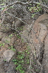  ( - DNAFR000225)  @11 [ ] Copyright (2014) Gujarat Biodiversity Gene Bank, GSBTM, DST, GoG Gujarat Biodiversity Gene Bank, GSBTM, DST, GoG