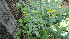  (Lindenbergia - DNAFR000573)  @11 [ ] Copyright (2014) Gujarat Biodiversity Gene Bank, GSBTM, DST, GoG Gujarat Biodiversity Gene Bank, GSBTM, DST, GoG