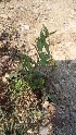  ( - DNAFR000576)  @11 [ ] Copyright (2014) Gujarat Biodiversity Gene Bank, GSBTM, DST, GoG Gujarat Biodiversity Gene Bank, GSBTM, DST, GoG