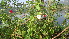  ( - DNAFR000592)  @11 [ ] Copyright (2014) Gujarat Biodiversity Gene Bank, GSBTM, DST, GoG Gujarat Biodiversity Gene Bank, GSBTM, DST, GoG