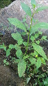  ( - DNAFR000594)  @11 [ ] Copyright (2014) Gujarat Biodiversity Gene Bank, GSBTM, DST, GoG Gujarat Biodiversity Gene Bank, GSBTM, DST, GoG