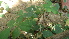  ( - DNAFR000596)  @11 [ ] Copyright (2014) Gujarat Biodiversity Gene Bank, GSBTM, DST, GoG Gujarat Biodiversity Gene Bank, GSBTM, DST, GoG