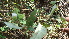  ( - DNAFR000598)  @11 [ ] Copyright (2014) Gujarat Biodiversity Gene Bank, GSBTM, DST, GoG Gujarat Biodiversity Gene Bank, GSBTM, DST, GoG