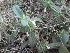  ( - DNAFR000614)  @11 [ ] Copyright (2014) Gujarat Biodiversity Gene Bank, GSBTM, DST, GoG Gujarat Biodiversity Gene Bank, GSBTM, DST, GoG