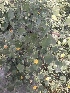  ( - DNAFR000619)  @11 [ ] Copyright (2014) Gujarat Biodiversity Gene Bank, GSBTM, DST, GoG Gujarat Biodiversity Gene Bank, GSBTM, DST, GoG