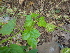  ( - DNAFR000646)  @11 [ ] Copyright (2014) Gujarat Biodiversity Gene Bank, GSBTM, DST, GoG Gujarat Biodiversity Gene Bank, GSBTM, DST, GoG