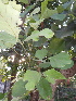  ( - DNAFR000648)  @11 [ ] Copyright (2014) Gujarat Biodiversity Gene Bank, GSBTM, DST, GoG Gujarat Biodiversity Gene Bank, GSBTM, DST, GoG