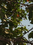  ( - DNAFR000658)  @11 [ ] Copyright (2014) Gujarat Biodiversity Gene Bank, GSBTM, DST, GoG Gujarat Biodiversity Gene Bank, GSBTM, DST, GoG