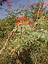  (Cassia roxburghii - DNAFR000659)  @11 [ ] Copyright (2014) Gujarat Biodiversity Gene Bank, GSBTM, DST, GoG Gujarat Biodiversity Gene Bank, GSBTM, DST, GoG