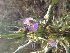 (Hygrophila spinosa - DNAFR000667)  @11 [ ] Copyright (2016) Gujarat Biodiversity Gene Bank, GSBTM, DST, GoG Gujarat Biodiversity Gene Bank, GSBTM, DST, GoG