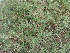  ( - DNAFR000321)  @11 [ ] Unspecified (default): All Rights Reserved  Gujarat Biodiversity Gene Bank, GSBTM, DST, GoG Gujarat Biodiversity Gene Bank, GSBTM, DST, GoG