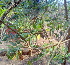  ( - DNAFR000334)  @11 [ ] Copyright (2014) Gujarat Biodiversity Gene Bank, GSBTM, DST, GoG Gujarat Biodiversity Gene Bank, GSBTM, DST, GoG