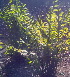  ( - DNAFR000338)  @11 [ ] Copyright (2014) Gujarat Biodiversity Gene Bank, GSBTM, DST, GoG Gujarat Biodiversity Gene Bank, GSBTM, DST, GoG