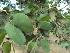  ( - DNAFR000357)  @11 [ ] Copyright (2014) Gujarat Biodiversity Gene Bank, GSBTM, DST, GoG Gujarat Biodiversity Gene Bank, GSBTM, DST, GoG