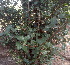  ( - DNAFR000344)  @11 [ ] Copyright (2014) Gujarat Biodiversity Gene Bank, GSBTM, DST, GoG Gujarat Biodiversity Gene Bank, GSBTM, DST, GoG