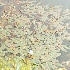  ( - DNAFR000467)  @11 [ ] Copyright (2014) Gujarat Biodiversity Gene Bank, GSBTM, DST, GoG Gujarat Biodiversity Gene Bank, GSBTM, DST, GoG
