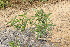  ( - DNAFR000470)  @11 [ ] Copyright (2014) Gujarat Biodiversity Gene Bank, GSBTM, DST, GoG Gujarat Biodiversity Gene Bank, GSBTM, DST, GoG