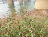  ( - DNAFR000472)  @11 [ ] Copyright (2014) Gujarat Biodiversity Gene Bank, GSBTM, DST, GoG Gujarat Biodiversity Gene Bank, GSBTM, DST, GoG