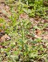 ( - DNAFR000482)  @11 [ ] Copyright (2014) Gujarat Biodiversity Gene Bank, GSBTM, DST, GoG Gujarat Biodiversity Gene Bank, GSBTM, DST, GoG