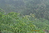  ( - DNAFR000486)  @11 [ ] Copyright (2014) Gujarat Biodiversity Gene Bank, GSBTM, DST, GoG Gujarat Biodiversity Gene Bank, GSBTM, DST, GoG