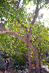  ( - DNAFR000490)  @11 [ ] Copyright (2014) Gujarat Biodiversity Gene Bank, GSBTM, DST, GoG Gujarat Biodiversity Gene Bank, GSBTM, DST, GoG