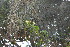  ( - DNAFR000493)  @11 [ ] Copyright (2014) Gujarat Biodiversity Gene Bank, GSBTM, DST, GoG Gujarat Biodiversity Gene Bank, GSBTM, DST, GoG