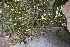  ( - DNAFR000533)  @11 [ ] Copyright (2014) Gujarat Biodiversity Gene Bank, GSBTM, DST, GoG Gujarat Biodiversity Gene Bank, GSBTM, DST, GoG