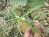  ( - DNAFR000414)  @11 [ ] Copyright (2014) Gujarat Biodiversity Gene Bank, GSBTM, DST, GoG Gujarat Biodiversity Gene Bank, GSBTM, DST, GoG