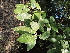 ( - DNAFR001256)  @11 [ ] Copyright (2016) Gujarat Biodiversity Gene Bank, GSBTM, DST, GoG Gujarat Biodiversity Gene Bank, GSBTM, DST, GoG