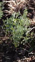  (Lens - DNAFR001680)  @11 [ ] Copyright (2016) Gujarat Biodiversity Gene Bank, GSBTM, DST, GoG Gujarat Biodiversity Gene Bank