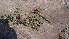  (Rungia - DNAFR001682)  @11 [ ] Copyright (2016) Gujarat Biodiversity Gene Bank, GSBTM, DST, GoG Gujarat Biodiversity Gene Bank