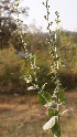  (Verbascum chinense - DNAFR001686)  @11 [ ] Copyright (2016) Gujarat Biodiversity Gene Bank, GSBTM, DST, GoG Gujarat Biodiversity Gene Bank