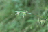 ( - DNAFR001380)  @11 [ ] Copyright (2016) Gujarat Biodiversity Gene Bank, GSBTM, DST, GoG Gujarat Biodiversity Gene Bank, GSBTM, DST, GoG