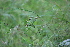  ( - DNAFR001380)  @11 [ ] Copyright (2016) Gujarat Biodiversity Gene Bank, GSBTM, DST, GoG Gujarat Biodiversity Gene Bank, GSBTM, DST, GoG
