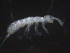  ( - 12037-D03)  @12 [ ] CreativeCommons - Attribution (2010) David Porco Centre for Biodiversity Genomics