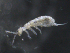  ( - 16709-D04)  @13 [ ] CreativeCommons - Attribution (2010) David Porco Centre for Biodiversity Genomics