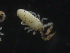  ( - 16709-D12)  @13 [ ] CreativeCommons - Attribution (2010) David Porco Centre for Biodiversity Genomics