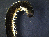  ( - 11236-E03)  @12 [ ] CreativeCommons - Attribution Non-Commercial Share-Alike (2011) Thibaud Decaens University de Rouen laboratoire ECODIV