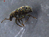  ( - 11239-F08)  @12 [ ] CreativeCommons - Attribution Non-Commercial Share-Alike (2011) Thibaud Decaens ECODIV