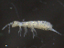  ( - 16709-F08)  @13 [ ] CreativeCommons - Attribution (2010) David Porco Centre for Biodiversity Genomics