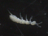  ( - 16709-F11)  @13 [ ] CreativeCommons - Attribution (2010) David Porco Centre for Biodiversity Genomics