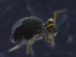 (Sminthurinus niger - 11982-G05)  @14 [ ] CreativeCommons - Attribution (2010) David Porco Centre for Biodiversity Genomics