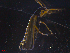  ( - 11242-G05)  @12 [ ] CreativeCommons - Attribution Non-Commercial Share-Alike (2011) Thibaud Decaens Universite de Rouen laboratoire ECODIV
